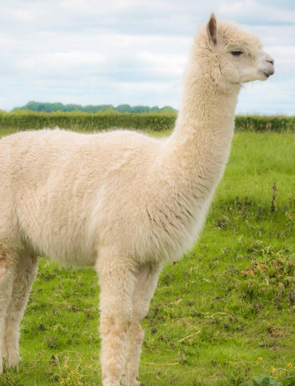 obra-publica-peru 2 (1)