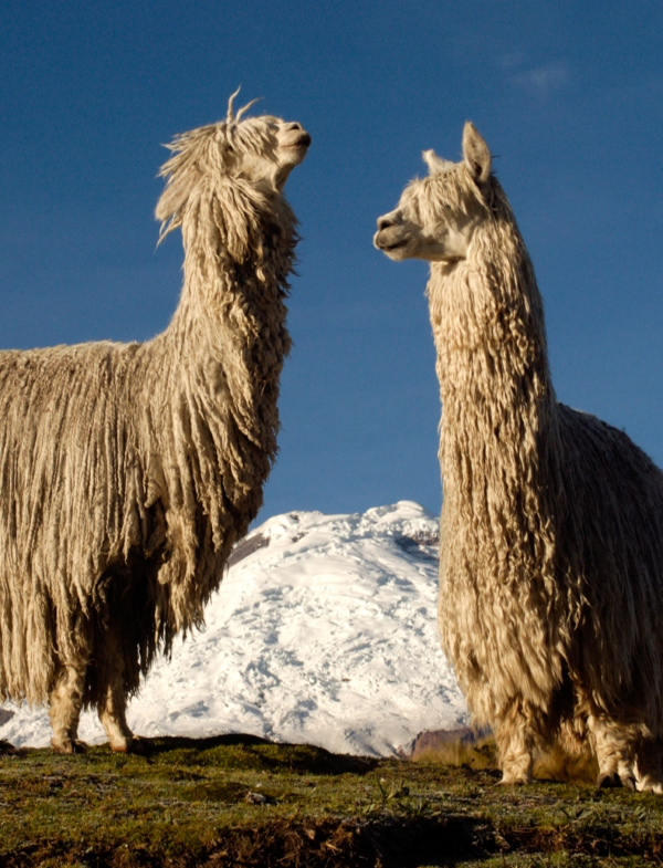 obra-publica-peru 2 (4)