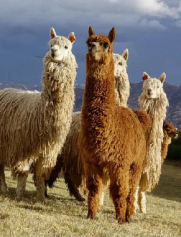 obra-publica-peru 2 (7)