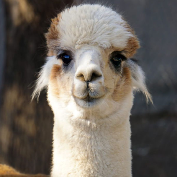 ¿Por qué chompas de alpaca?